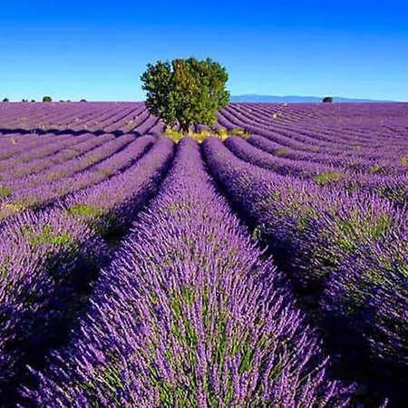 Les Lauriers