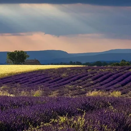 Les Lauriers * Valensole