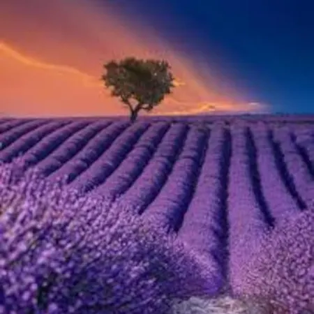 Les Lauriers *