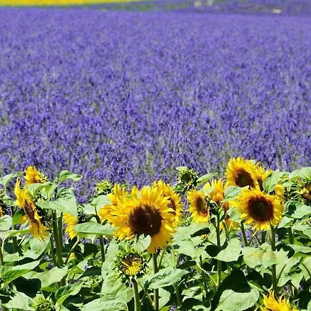 Les Lauriers Villa Valensole