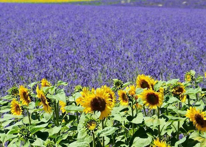 Les Lauriers Villa Valensole